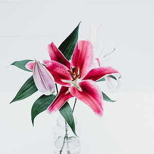 red oriental lily on vase thumbnail