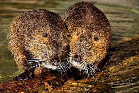 two brown beavers thumbnail