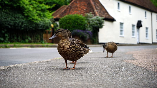3 Brown Duck on a Grey Concrete Floor thumbnail