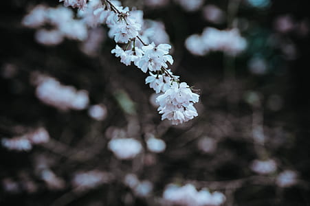 selective focus photography of white petaled flowers thumbnail