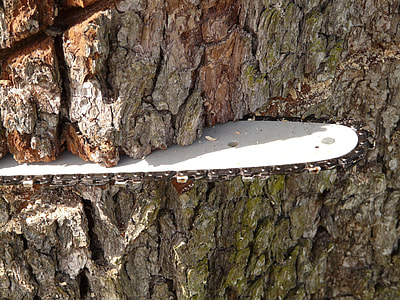 white and black chainsaw cutting brown tree at daytime thumbnail