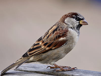 brown sparrow thumbnail