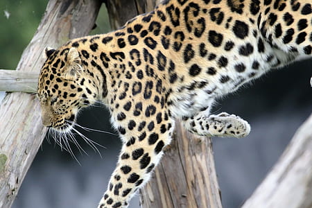 brown leopard thumbnail