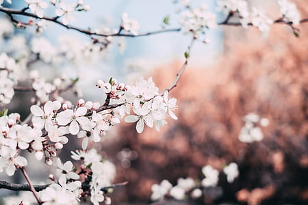 shallow focus photography white petal flowers thumbnail