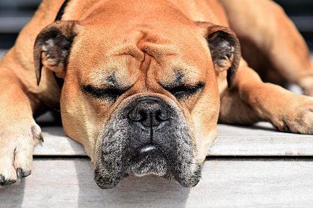 closeup photography of adult tan English bulldog thumbnail