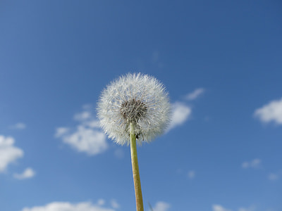 Dandelion, Sky thumbnail