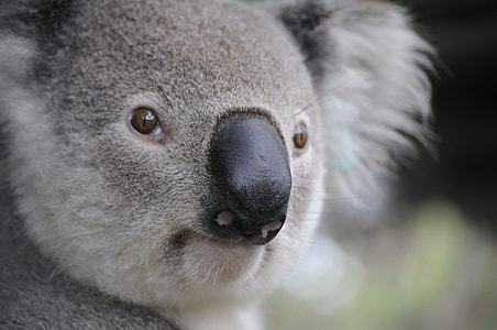 shallow focus photography of Koala thumbnail