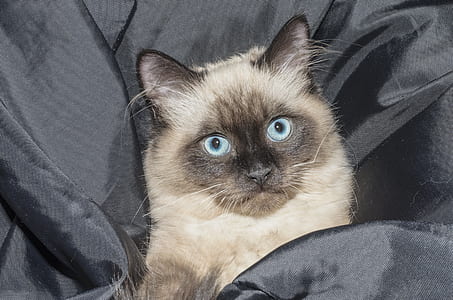 Siamese cat thumbnail