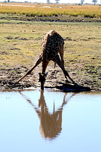 giraffe drinking water thumbnail