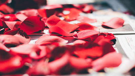 photograph of rose petals thumbnail