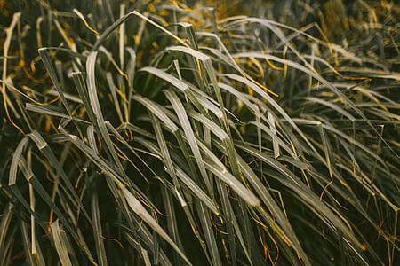 macro photography of grass thumbnail