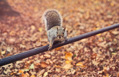 A squirrel sitting on a metal pipe over autumn leaves with its tail up thumbnail