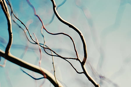 selective focus photography of twigs thumbnail