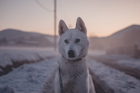 photo of white Siberian husky thumbnail
