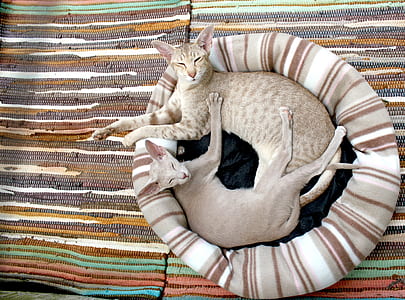 two lying cats on stripe bed wallpaper thumbnail