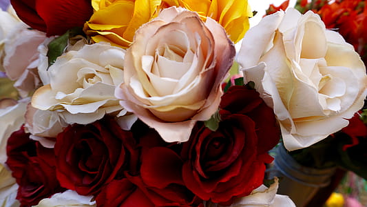 red, flowers, yellow, petals thumbnail