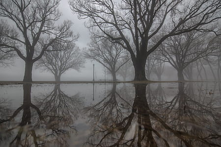 Large trees with their reflections on the water on a foggy day thumbnail