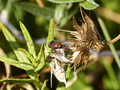 selective focus photography of bottlefly perching on green leaf thumbnail