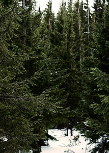 bird's-eye view photography of pine trees thumbnail