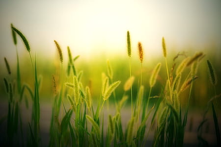 green leafed photo thumbnail