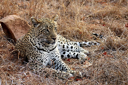 cheetah lying on grass field thumbnail