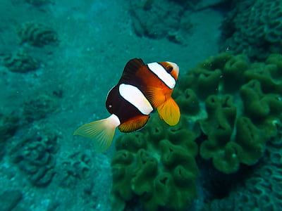 underwater photo of clown fish thumbnail