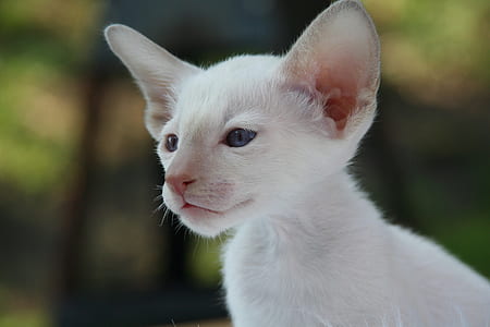 Photo of White Cat thumbnail
