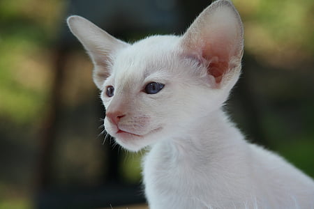 white kitten in close-up photo thumbnail