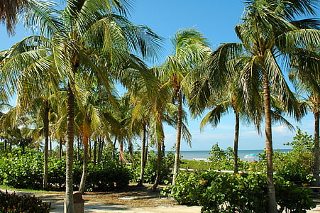 coconut trees near ocean thumbnail