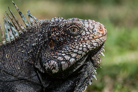 brown iguana thumbnail