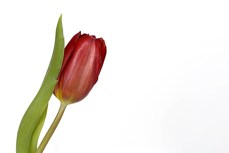 red tulip with white background thumbnail