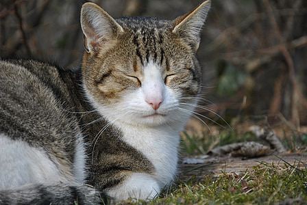 close-up photography of brown and white cat thumbnail