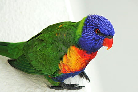 selective focus photo of rainbow lorikeet thumbnail