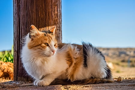 calico cat laying beside wall thumbnail
