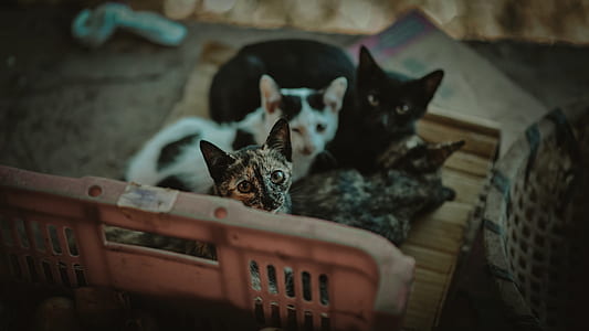 Four Kittens thumbnail