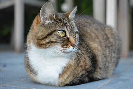 brown and white cat thumbnail