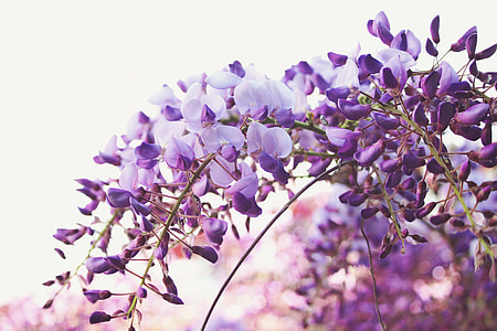 purple flower blossoms selective focal photo thumbnail