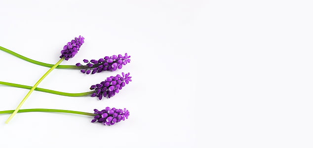 purple flowers thumbnail