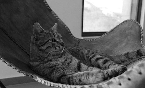 silver tabby cat on rocking pet bed thumbnail