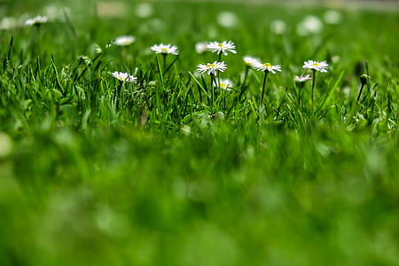 Field of green grass with small white blooms, glowing in the sun thumbnail