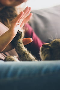 cat catching palm of person with gold ring thumbnail