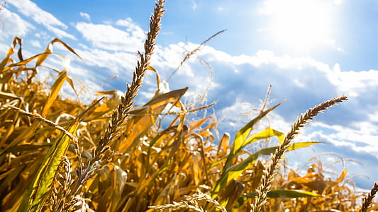 wheat under cloudy blue sky during daytime thumbnail