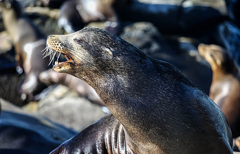 Sea Lion in a Colony thumbnail