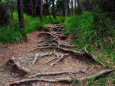 soil pathway surrounded by trees thumbnail