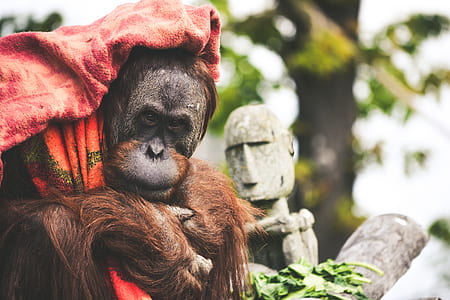 monkey holding orange textile thumbnail