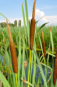 Broadleaf Cattail, Typha Latifolia thumbnail