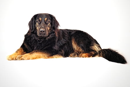 adult black and brown Rottweiler thumbnail