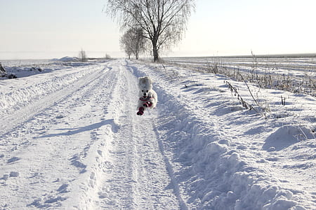 white dog running on snow during daytime thumbnail