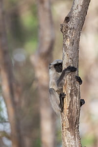 white and black monkey grabbing tree branch thumbnail