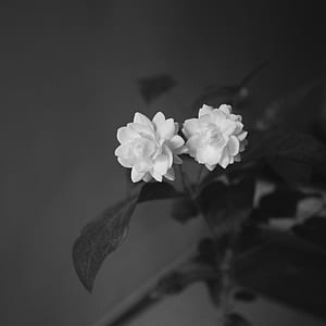 grayscale photography of flowers thumbnail